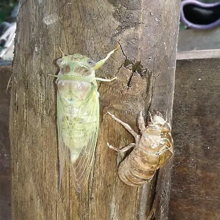 Al Casolare Guest house